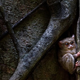Imagen para el artículo titulado Las mejores fotografías no profesionales de naturaleza del año